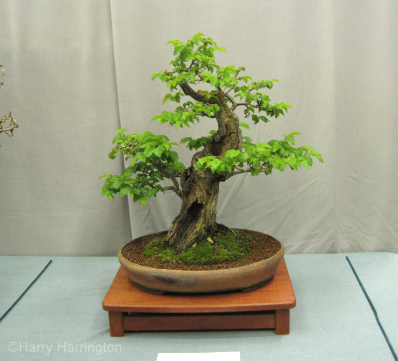 elm bonsai